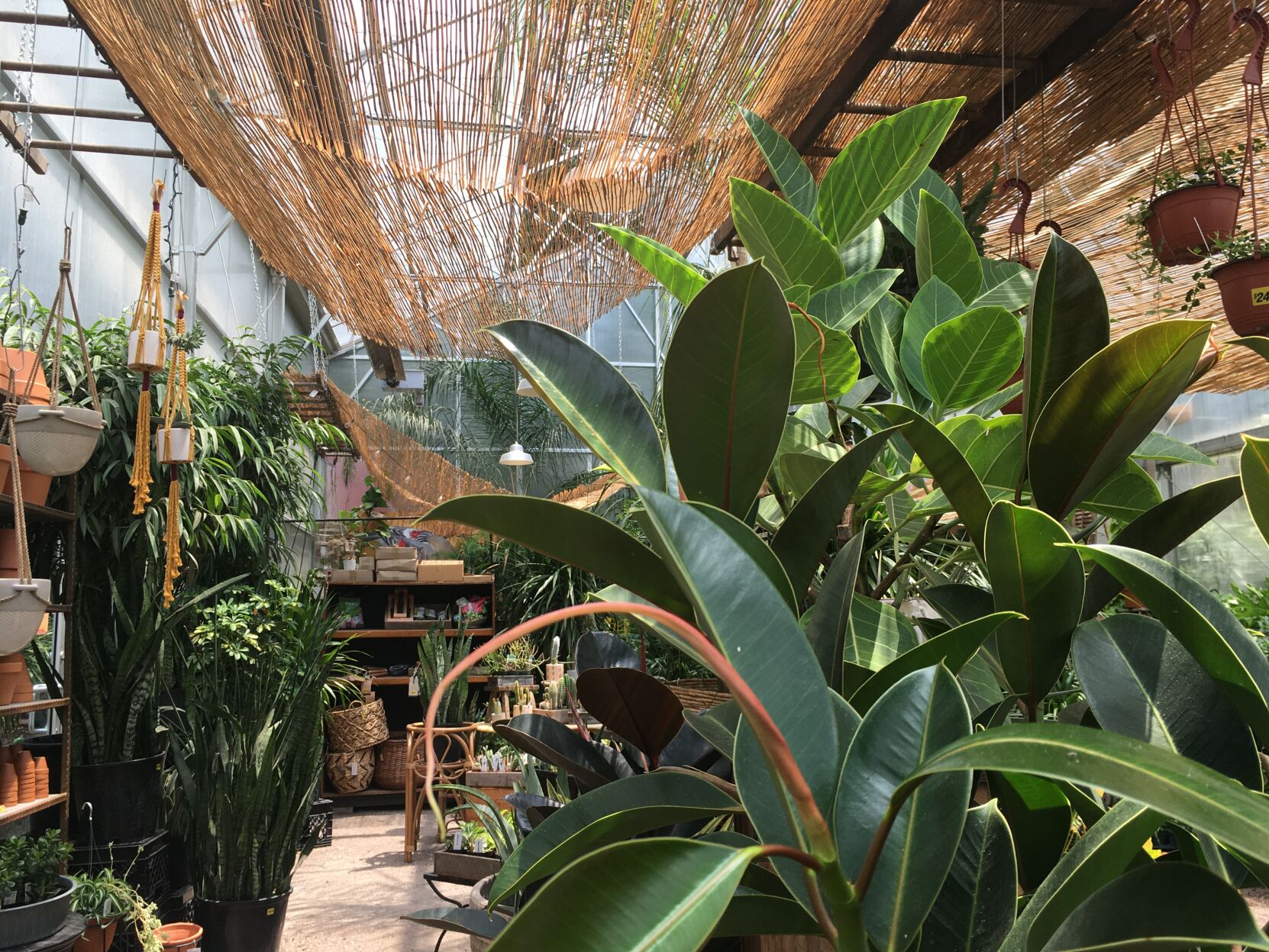 Plant Varieties and Characteristics